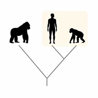 A three-branch tree showing human and chimpanzee as closest relatives, with gorilla branching earlier.