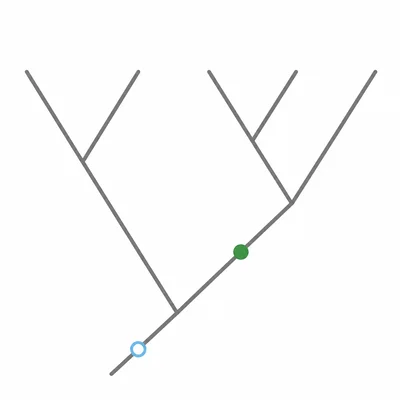 A cladogram showing a trait near the base and another trait appearing later on a branch.