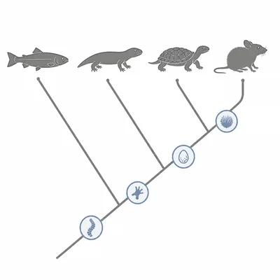 A ladder cladogram showing four species with progressively added traits, ending with a mammal-like species.