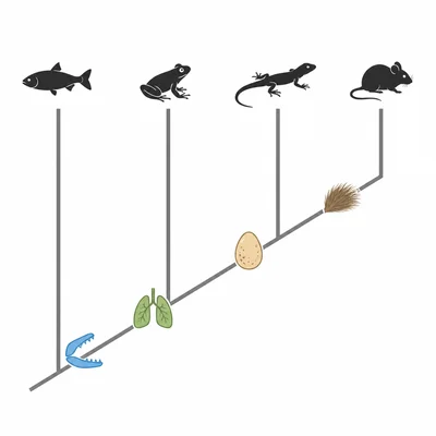 A cladogram with fish, frog, lizard, and mouse arranged from least to most derived with trait icons along the branches.