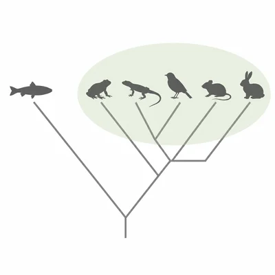 A phylogenetic tree showing one early outgroup branch outside a shaded ingroup cluster.