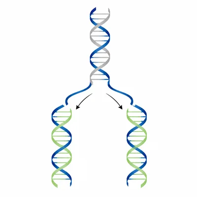 Semiconservative DNA replication showing each daughter molecule with one old strand and one new strand.