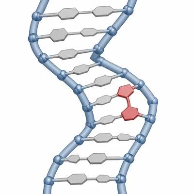 A thymine dimer distorting the shape of a DNA strand.