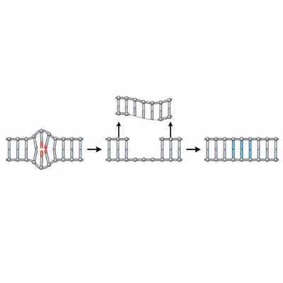 Nucleotide excision repair removing a damaged DNA segment and filling the gap.