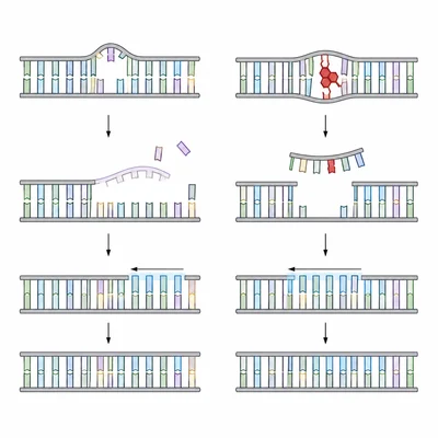 Comparison of mismatch repair and nucleotide excision repair mechanisms.