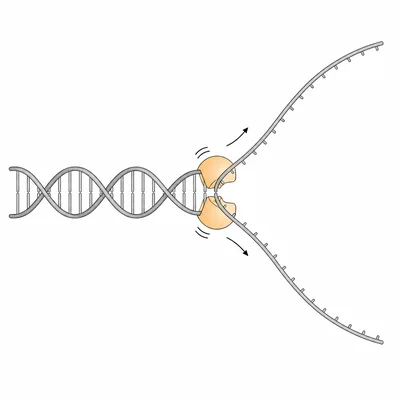 Helicase unwinding DNA at a replication fork.