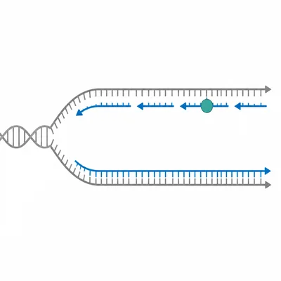 DNA ligase joining gaps between DNA fragments on the lagging strand.
