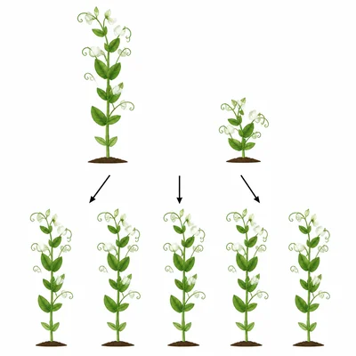 A tall pea plant crossed with a short pea plant producing all tall offspring plants.