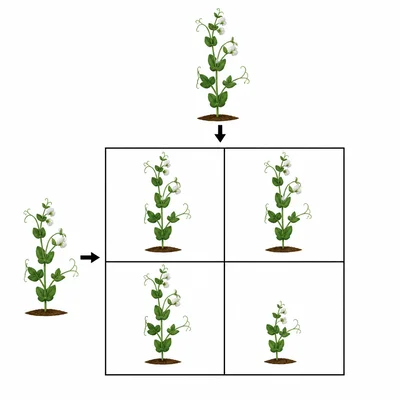 Punnett-square-style grid showing three tall pea plants and one short pea plant.