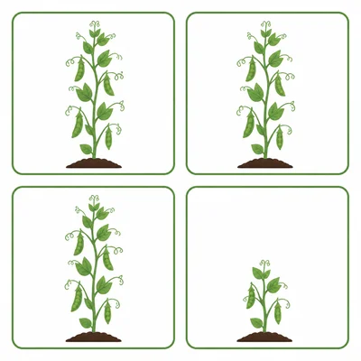 Four offspring outcomes with three tall pea plants and one short pea plant.