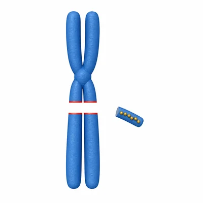 A chromosome has lost a segment containing several gene markers.
