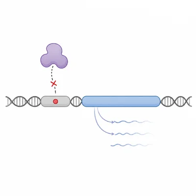A mutation in a regulatory DNA region changes how much RNA is produced from a nearby gene.