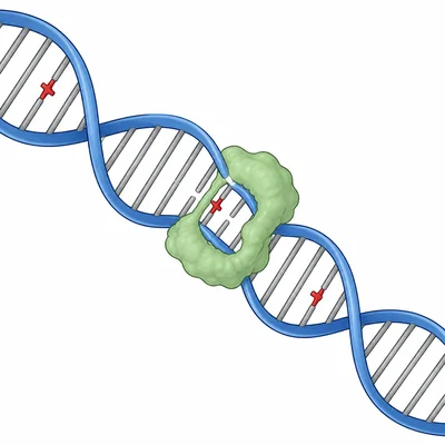A DNA repair enzyme fixes one error while another DNA damage mark remains unrepaired.