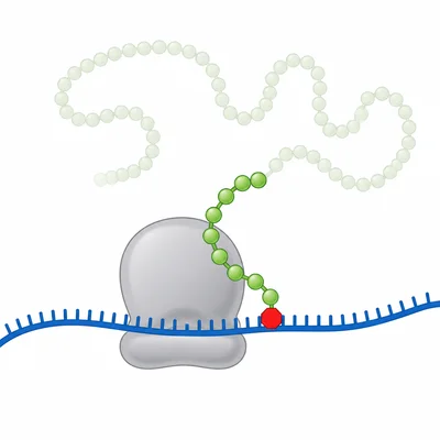 A ribosome produces a shortened protein chain that stops early on an mRNA strand.