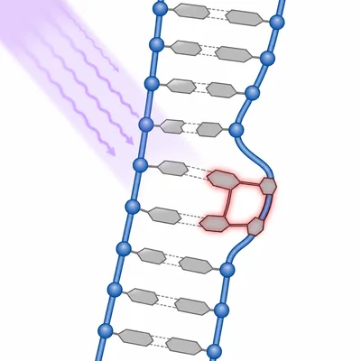 Ultraviolet light creates a fused pair of adjacent bases that distorts the DNA strand.