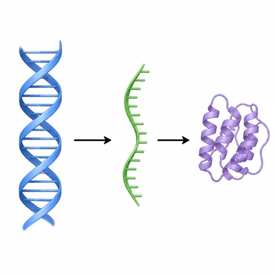Diagram showing DNA leading to RNA leading to a folded protein.