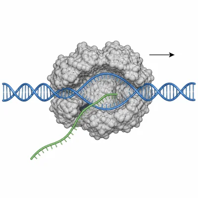 RNA polymerase on unwound DNA producing a new RNA strand.