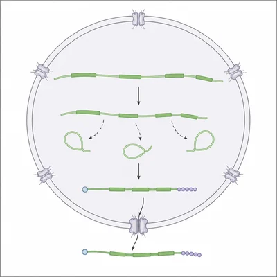 Pre-mRNA being spliced, capped, tailed, and exported from a nucleus.