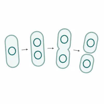 Diagram showing bacterial binary fission from one cell to two daughter cells.