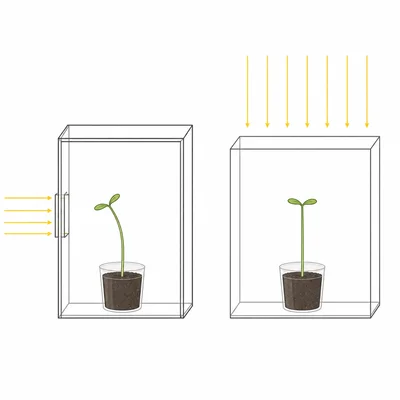 Two seedling boxes differ in light direction: one has side light and one has even overhead light.