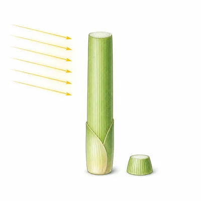 A grass coleoptile with its tip removed stays straight under side light.