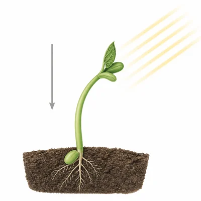 A plant shoot curves toward side light while growing upward against gravity.