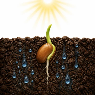 A seed sprouting with water and sunlight.