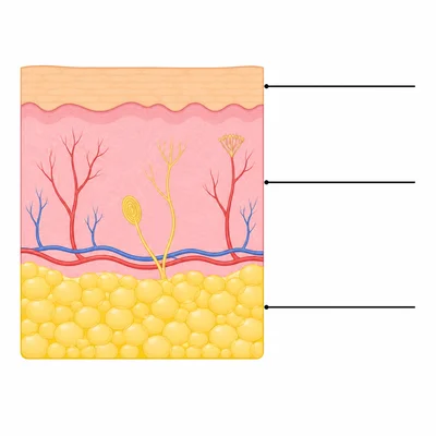 Unlabeled cross-section of skin showing three main layers.