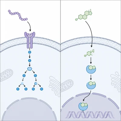 Peptide hormone binds a membrane receptor, while steroid hormone enters the cell and acts inside.