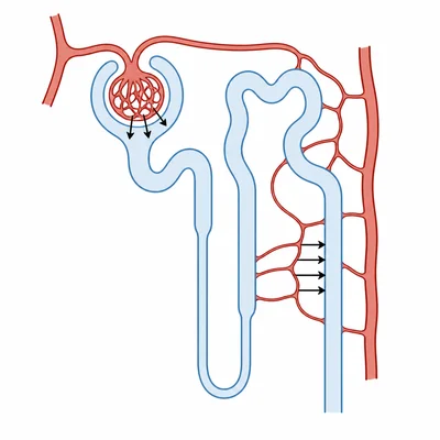 Nephron diagram showing filtration from blood to tubule and reabsorption from tubule back to blood.