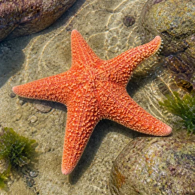 A sea star in a tide pool with bumpy arms and tube feet.