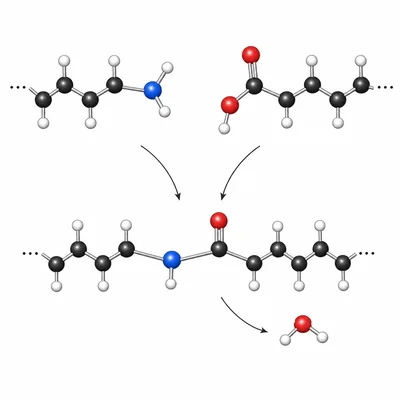 Nylon condensation forming an amide linkage and releasing a water molecule.
