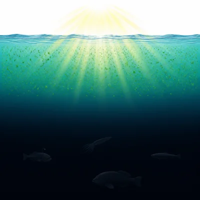 Sunlit ocean with phytoplankton contrasted with dark deep ocean.