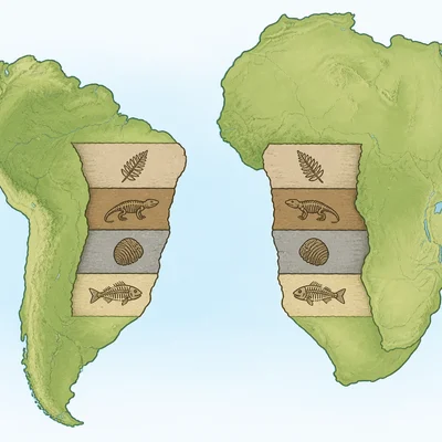 Matching fossils appear on the facing coasts of South America and Africa.