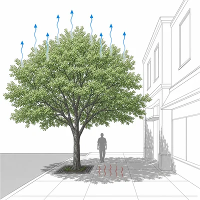 Tree reducing urban heat by shading pavement and releasing water vapor from leaves.