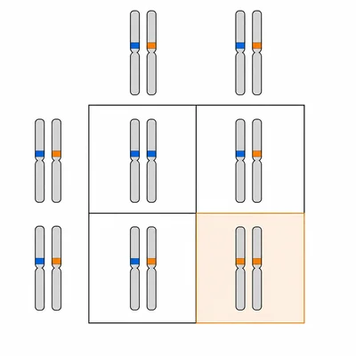 Punnett-square style diagram showing two carrier parents and four possible offspring allele combinations, with one affected recessive outcome highlighted.