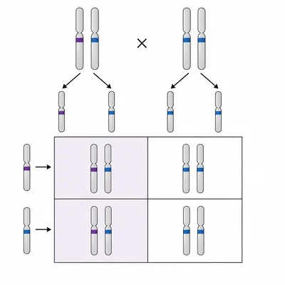 Punnett-square style diagram showing an autosomal dominant inheritance pattern with half the offspring outcomes carrying the dominant allele.