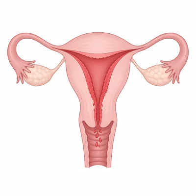 Simplified uterus diagram showing the uterine lining involved in menstruation.