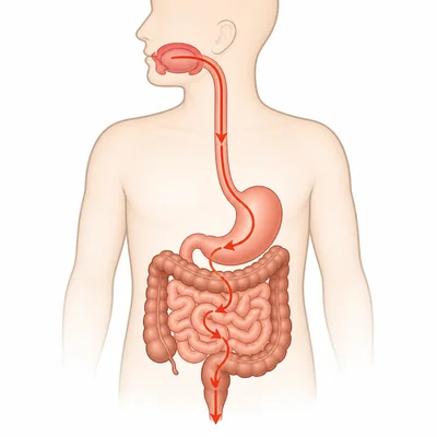 Simplified digestive system showing the path food follows through the body.