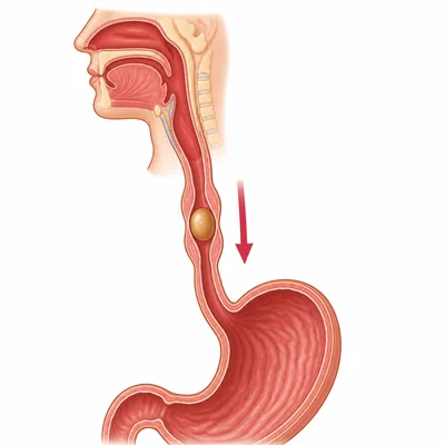 The esophagus moving food from the throat to the stomach.