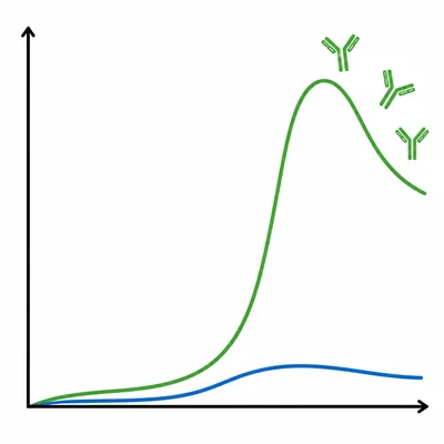A model showing a slow small first antibody response and a faster stronger second response.
