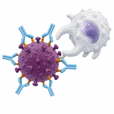 Y-shaped antibodies bind to matching parts on a pathogen.