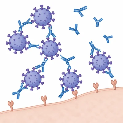 Antibodies binding to viruses and blocking them from infecting a cell.
