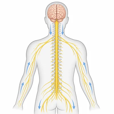 Diagram of the spinal cord carrying messages between the brain and body.