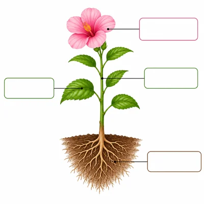 A plant diagram with pointer lines leading to blank labels.