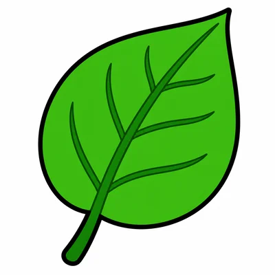 A green leaf.