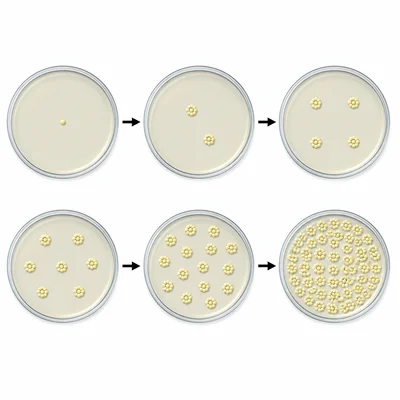 A sequence of petri dishes shows bacteria clusters doubling over time.