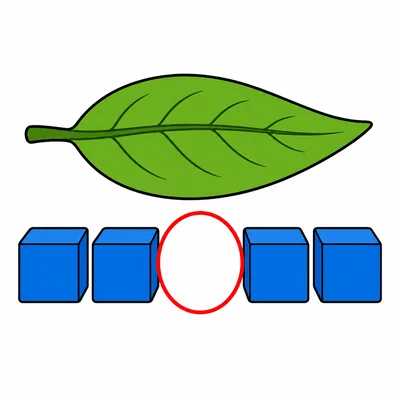 A leaf measured with 4 cubes, with a gap between two cubes.