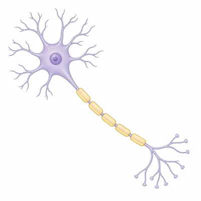 Neuron diagram showing dendrites, soma, axon, and axon terminals.