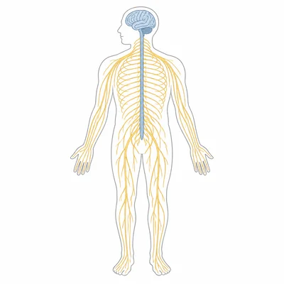 Human nervous system diagram showing brain, spinal cord, and peripheral nerves.